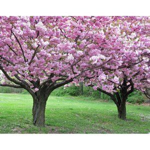 Cherry Trees  8 x 10 print